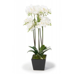 Orchideen weiss Josephine 83 cm