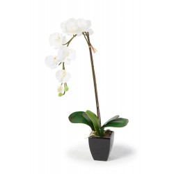 Orchideen weiss Madeleine 70 cm