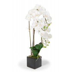 Orchideen weiss Juliette 82 cm
