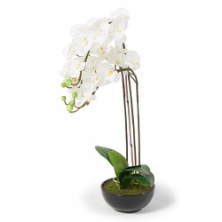 Orchideen weiss Louise 75 cm