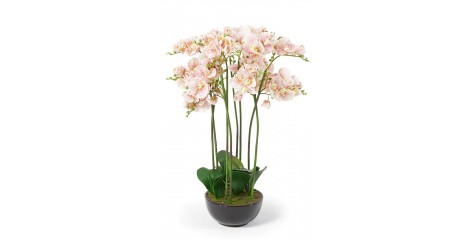 Orchideen Jolanda rosa-weiss 83 cm